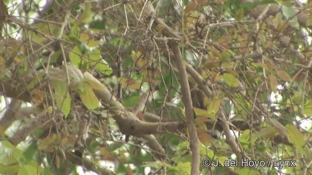 Plaintive Cuckoo - ML201348821