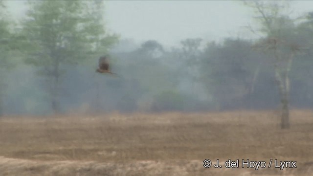 Eastern Marsh Harrier - ML201348831