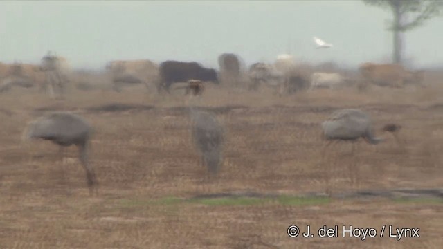 Sarus Crane - ML201348911