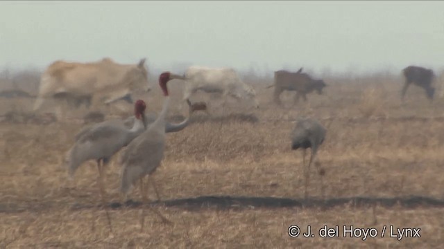 Индийский журавль - ML201348921