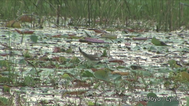 Pheasant-tailed Jacana - ML201348981