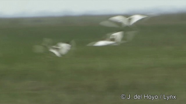 Pheasant-tailed Jacana - ML201349001