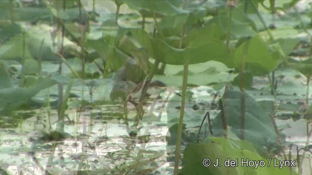 Yellow Bittern - ML201349011