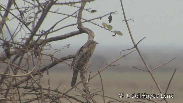 Eurasian Wryneck - eBird
