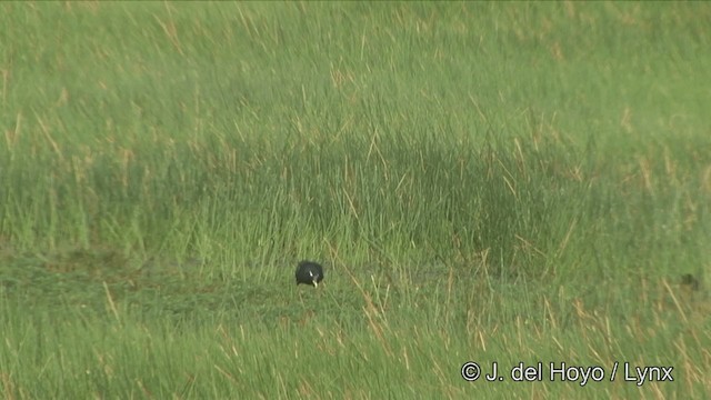 Bronze-winged Jacana - ML201349041