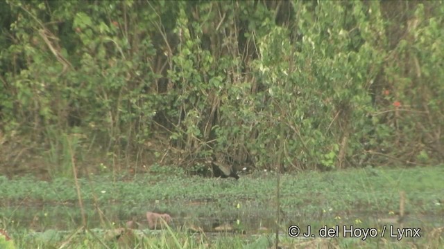 Bronze-winged Jacana - ML201349061