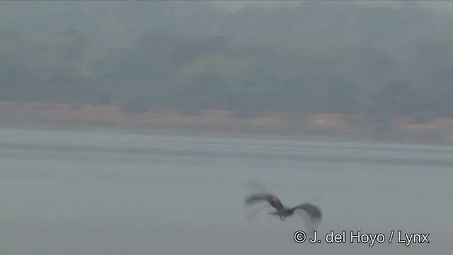 Black Kite (Black) - ML201349071