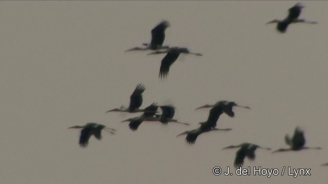 Painted Stork - ML201349091