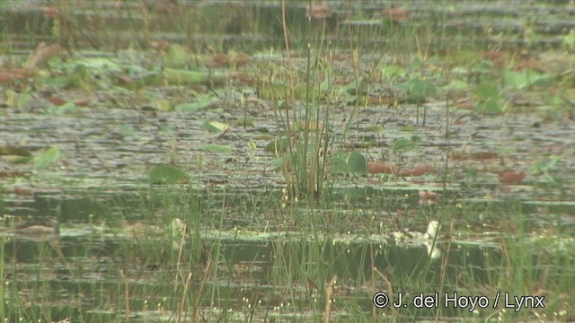 Cotton Pygmy-Goose - ML201349101