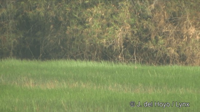 Gray-headed Swamphen - ML201349111