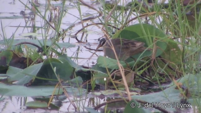 White-browed Crake - ML201349121