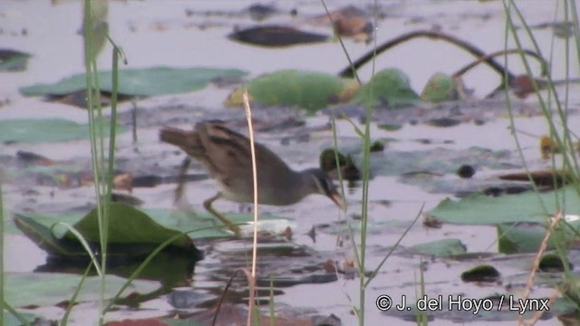 White-browed Crake - ML201349131