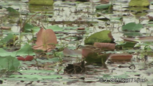 White-browed Crake - ML201349151