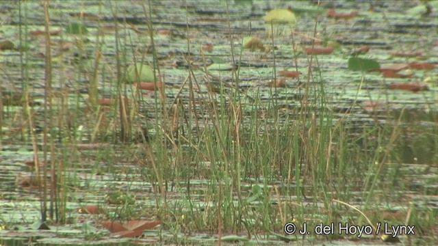 カイツブリ（ruficollis グループ） - ML201349171