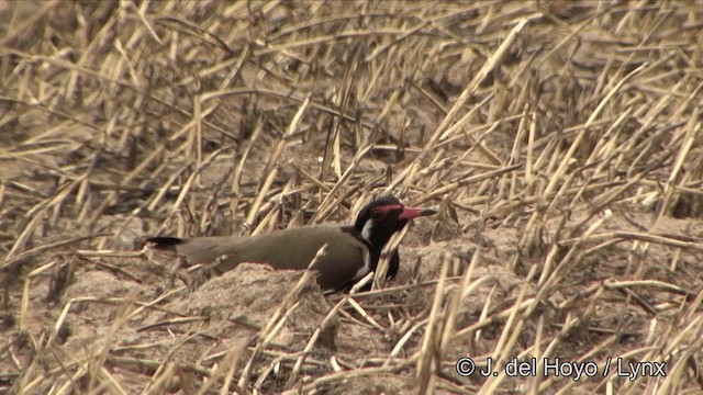 Red-wattled Lapwing - ML201349201