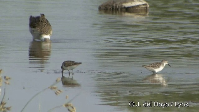 Little Stint - ML201349361