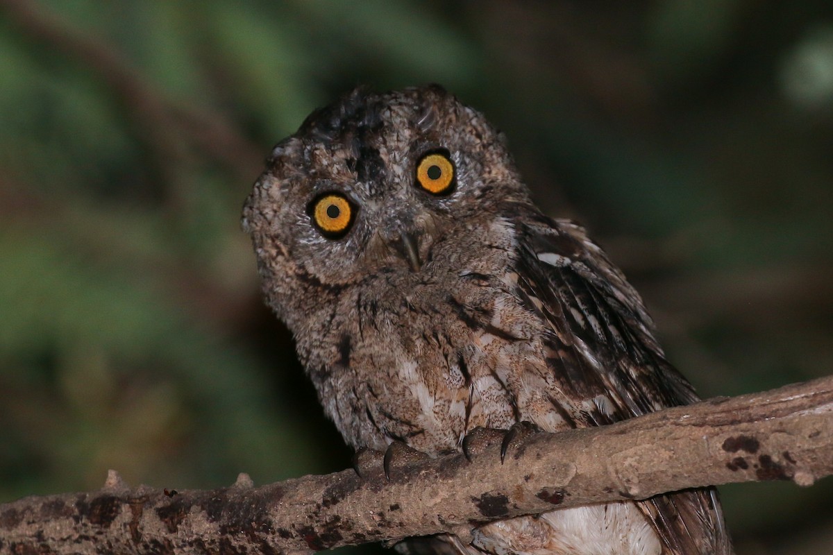 Arabian Scops-Owl - ML20134951