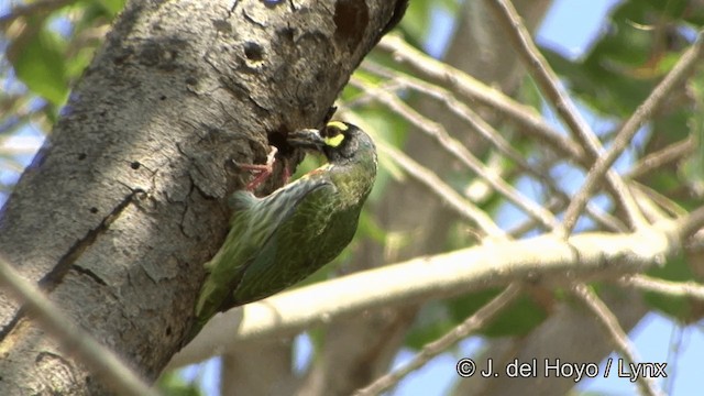 Coppersmith Barbet - ML201349611