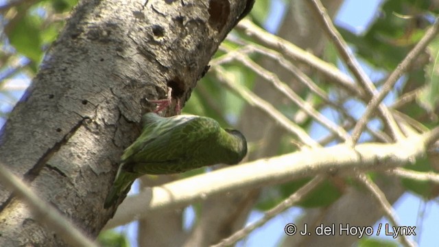 Coppersmith Barbet - ML201349621