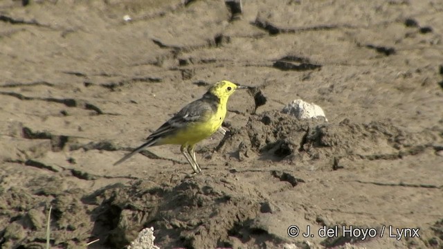 Citrine Wagtail (Gray-backed) - ML201349661