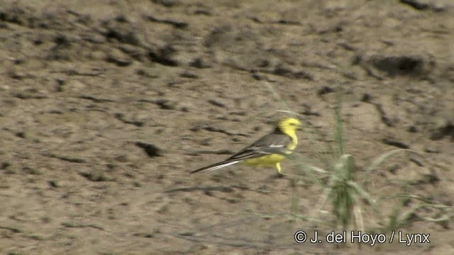 Citrine Wagtail (Gray-backed) - ML201349671