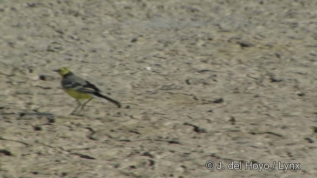 Citrine Wagtail (Gray-backed) - ML201349681