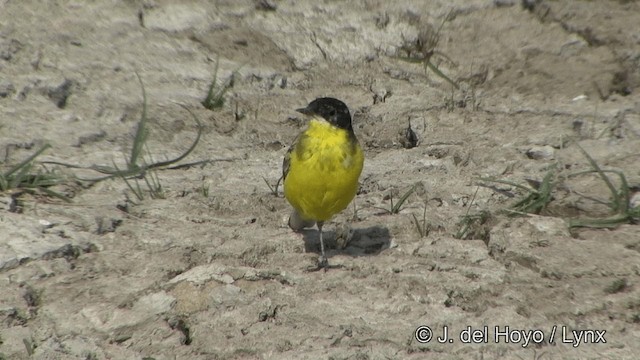 Western Yellow Wagtail (feldegg) - ML201349691