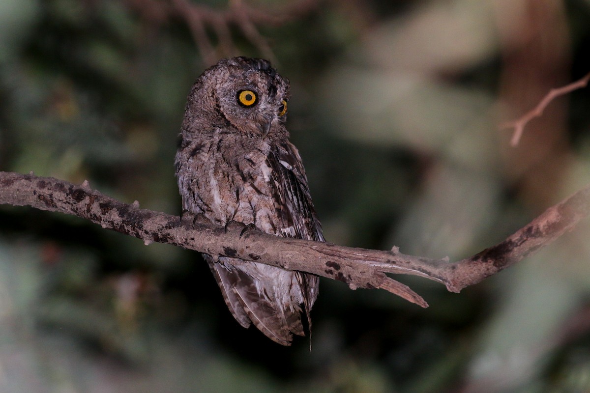 Arabian Scops-Owl - ML20134971