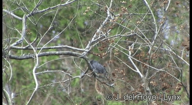 Wallacean Cuckooshrike - ML201349721