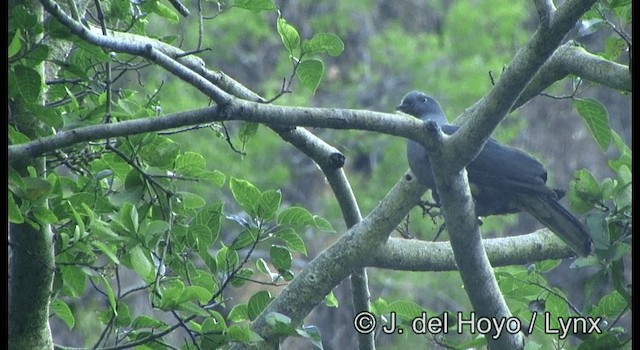 Timor Imperial-Pigeon - ML201349741