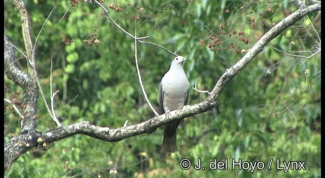 Pink-headed Imperial-Pigeon - ML201349761