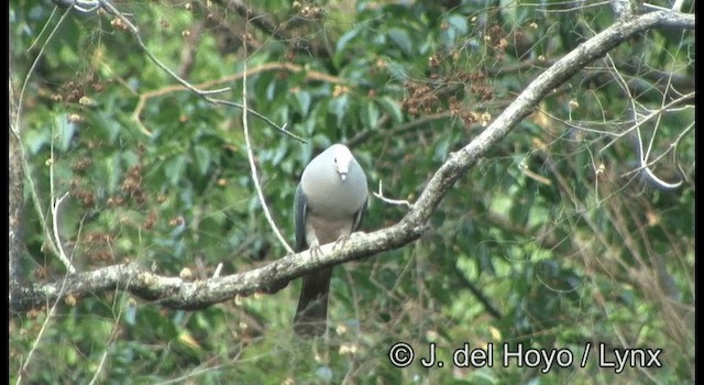 Pink-headed Imperial-Pigeon - ML201349771