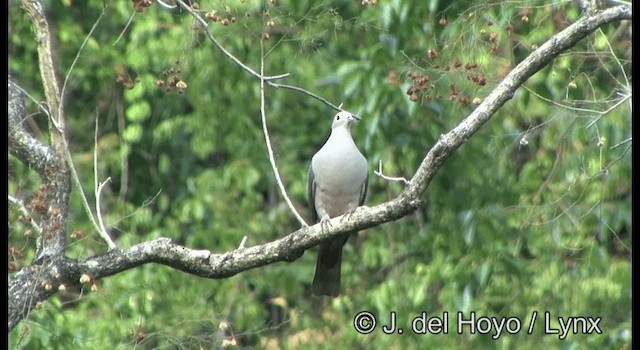 Pink-headed Imperial-Pigeon - ML201349781