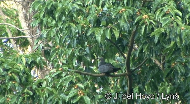 Pink-headed Imperial-Pigeon - ML201349791