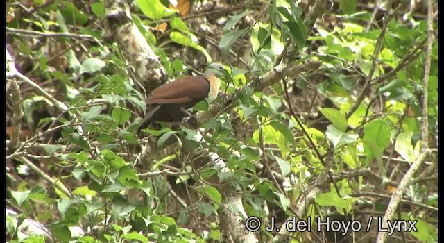 Wetar Ground Dove - ML201349801