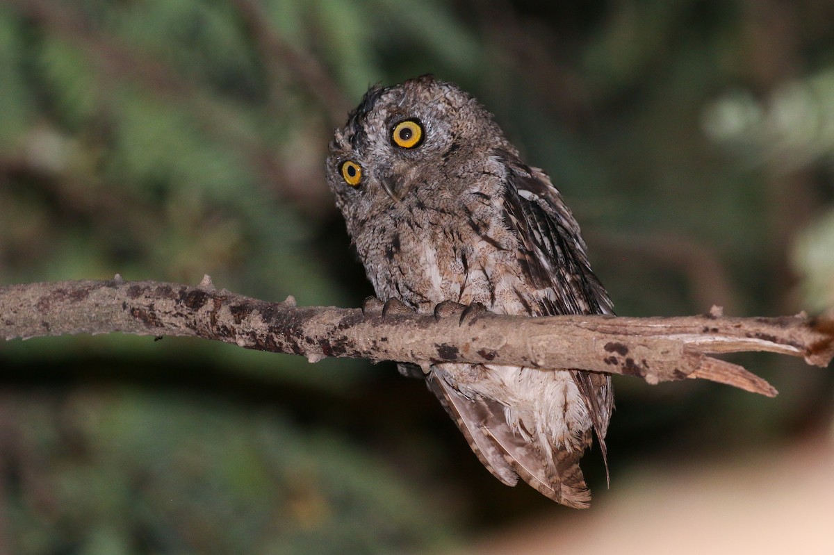 Arabian Scops-Owl - Tommy Pedersen