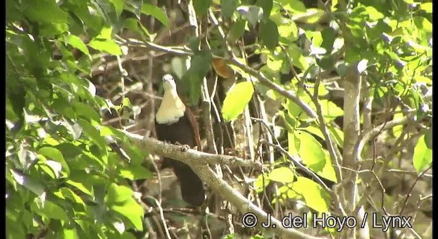 Wetar Ground Dove - ML201349811