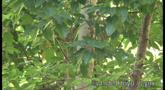 Plain Gerygone - ML201349821