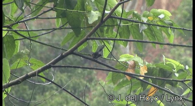 Spectacled Monarch (Spectacled) - ML201349871