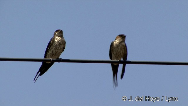 Striated Swallow - ML201349891