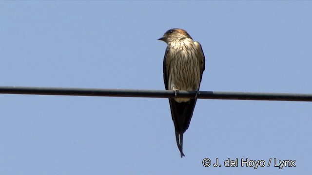 Eastern Red-rumped Swallow (Striated) - ML201349901