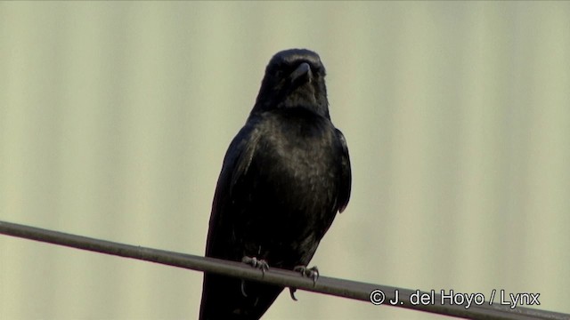 Kara Drongo - ML201349911