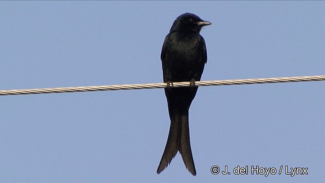 Black Drongo - ML201349921