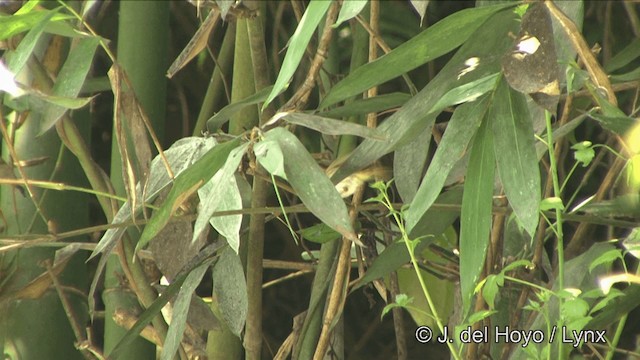 Mosquitero Carirrufo - ML201349981