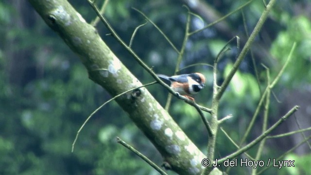 Black-throated Tit (Black-throated) - ML201349991