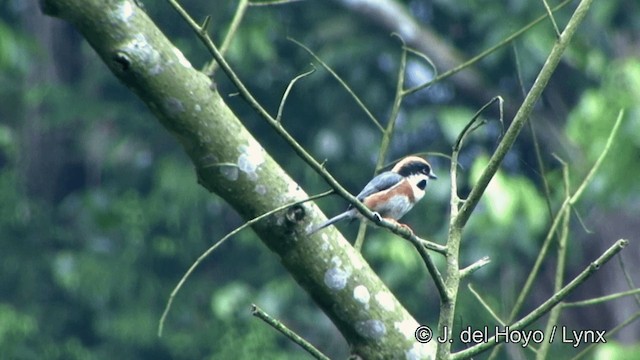 Black-throated Tit (Black-throated) - ML201350001