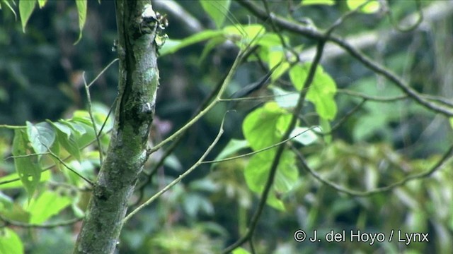 Black-throated Tit (Black-throated) - ML201350011