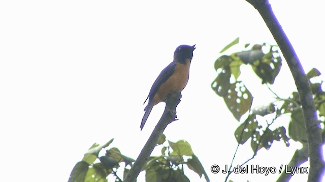 Taiwanblauschnäpper - ML201350071