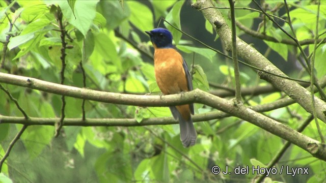 Taiwanblauschnäpper - ML201350091