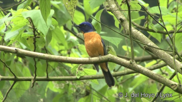 Taiwanblauschnäpper - ML201350101